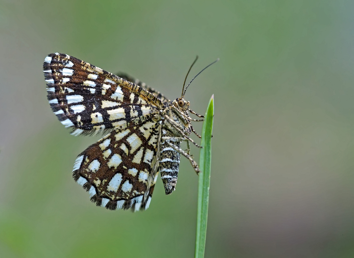 Klee-Gitterspanner (Chiasmia clathrata) - Géomètre à barreaux.