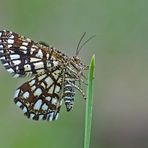 Klee-Gitterspanner (Chiasmia clathrata) - Géomètre à barreaux.