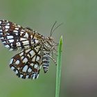 Klee-Gitterspanner (Chiasmia clathrata) - Géomètre à barreaux.