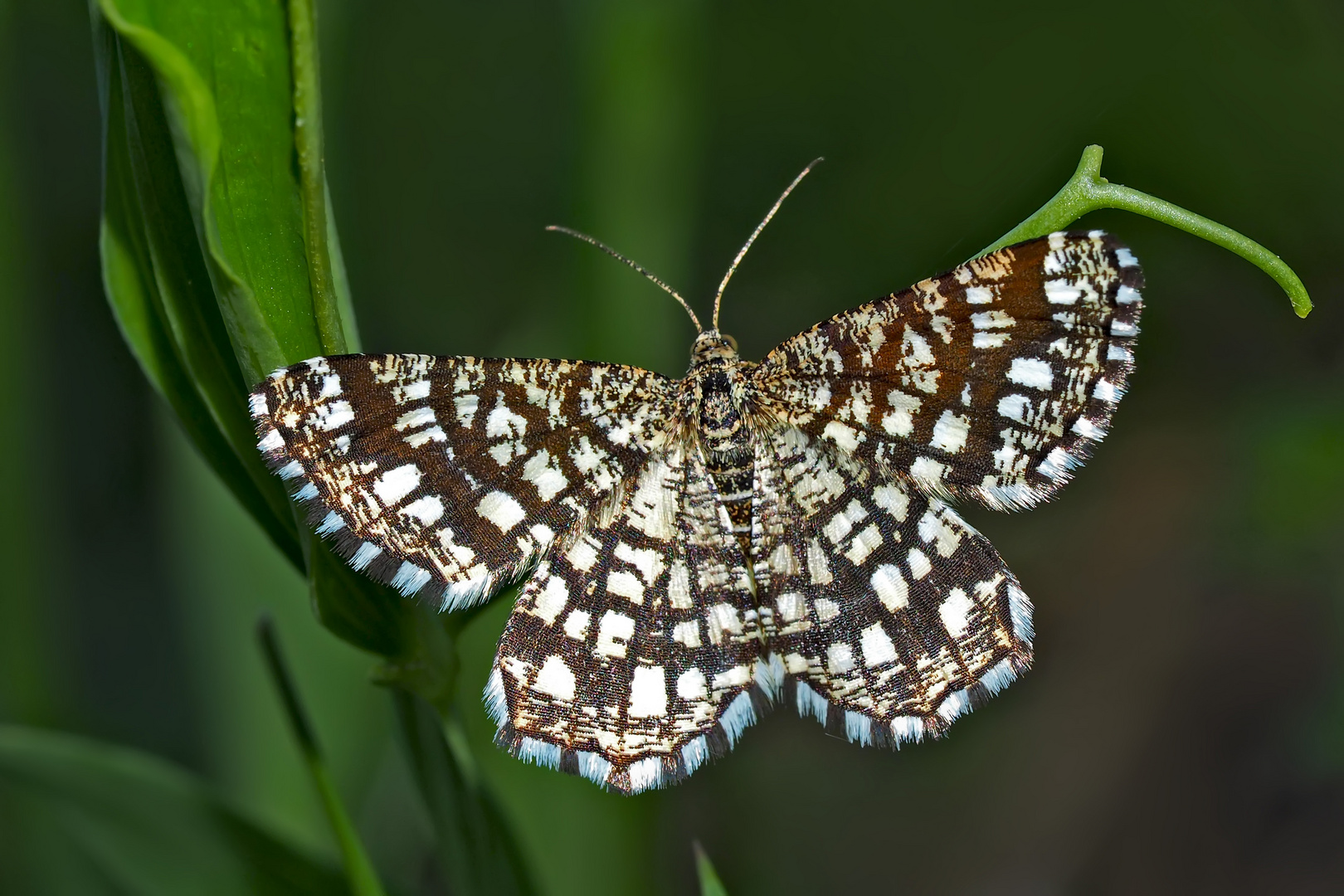 Klee-Gitterspanner (Chiasmia clathrata) - Géomètre à barreaux.