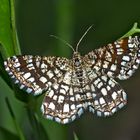 Klee-Gitterspanner (Chiasmia clathrata) - Géomètre à barreaux.