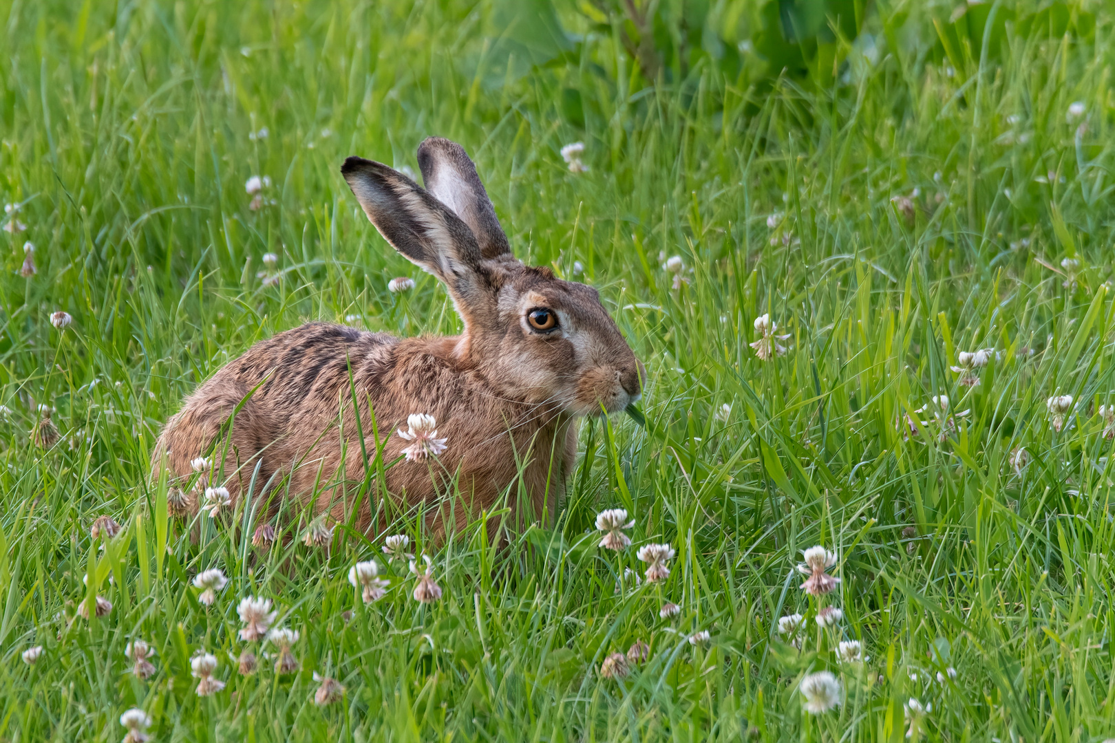 Klee-Hase