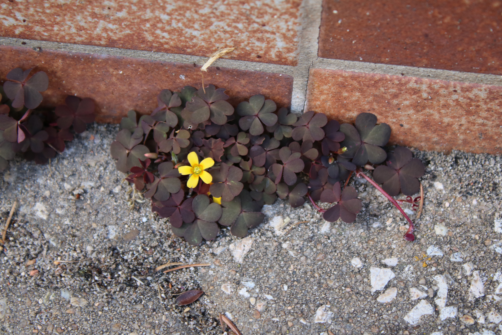 Klee Mauerblümchen