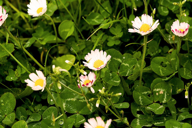 Klee mit Gänseblümchen