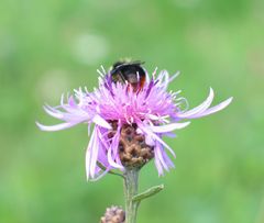 Klee mit Hummel