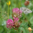 Klee mit Schmetterling