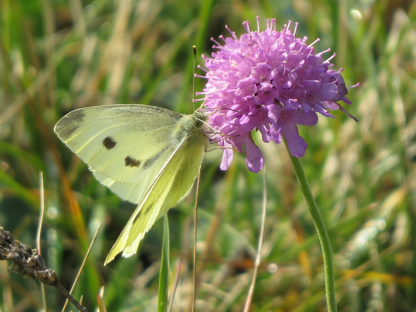 Klee mit Schmetterling