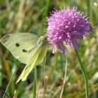 Klee mit Schmetterling