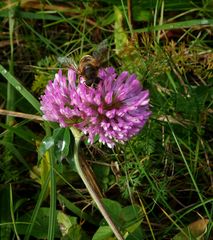 Klee mit Schwebfliege