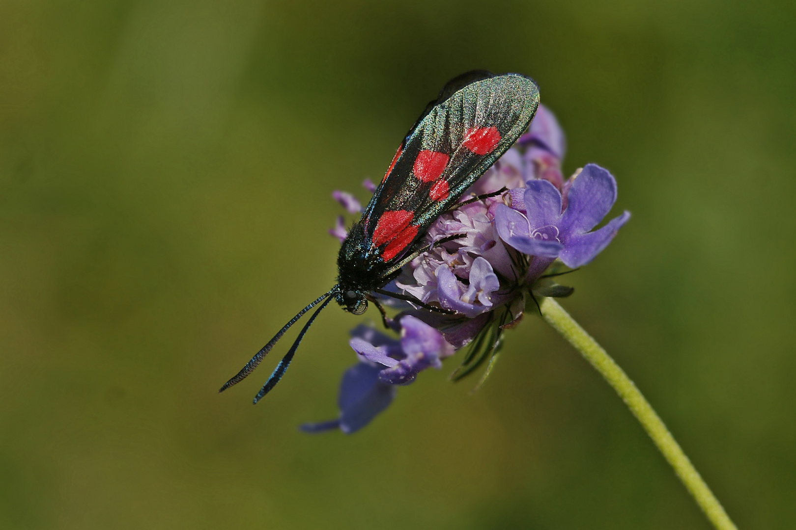 Klee-Rotwidderchen (Zygaena lonicerae)