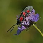 Klee-Rotwidderchen (Zygaena lonicerae)