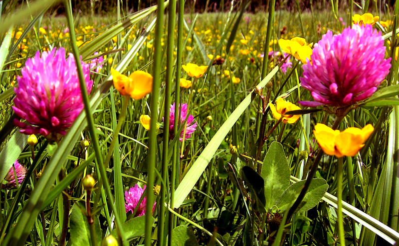 Klee trifft Butterblume