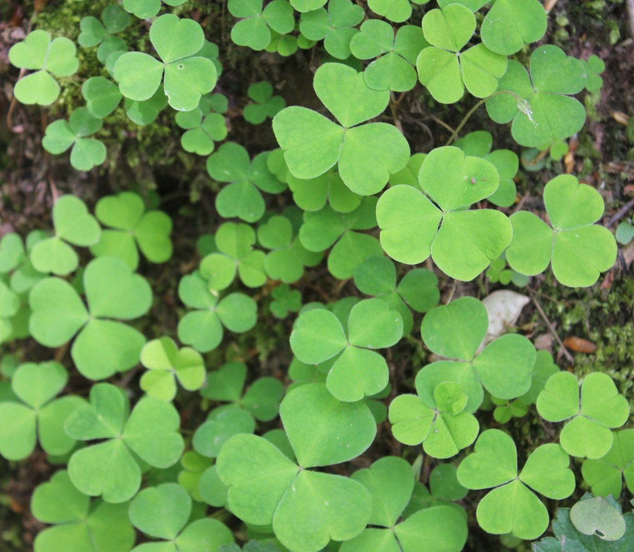 Klee (Trifolium)