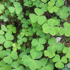 Klee (Trifolium)