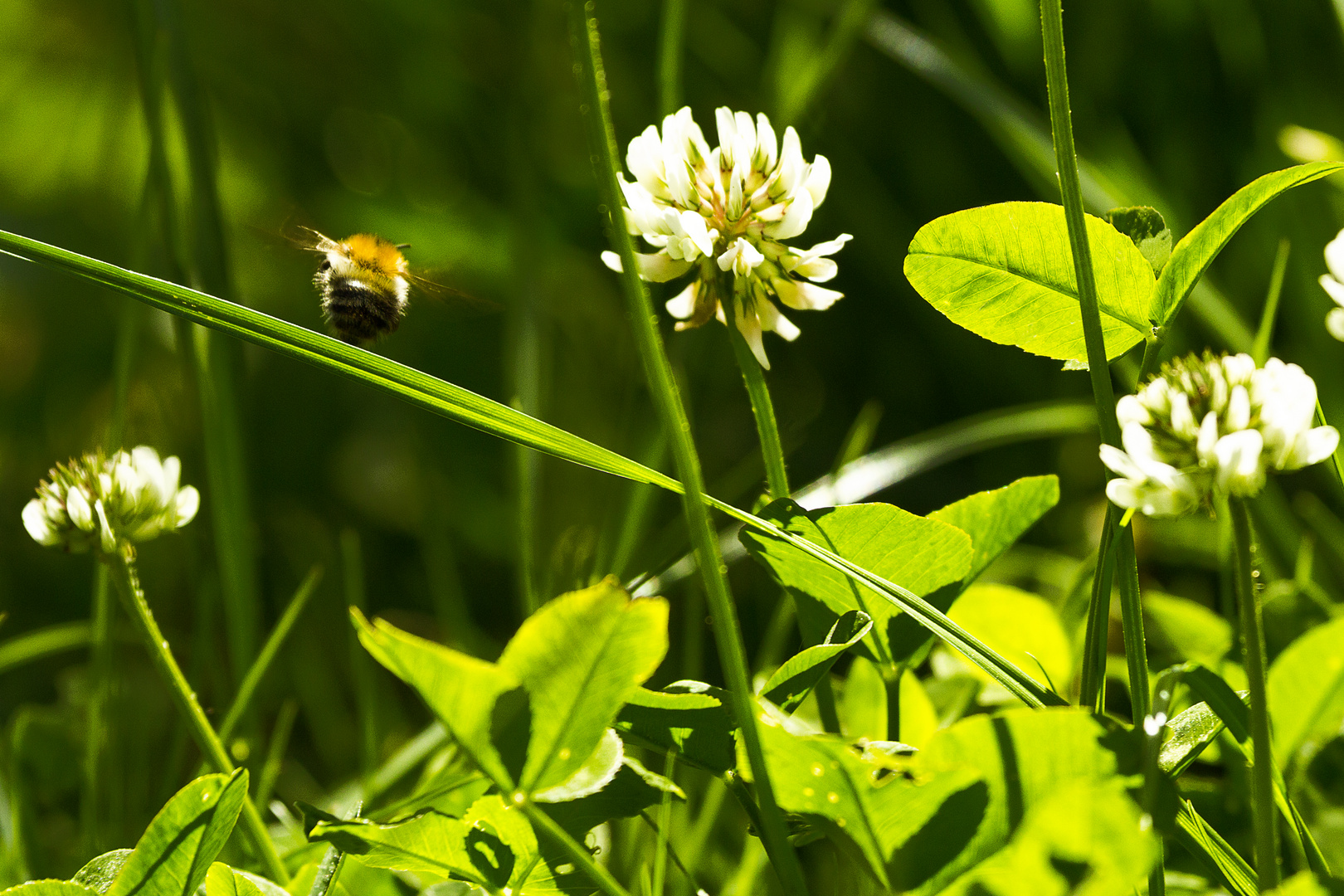 Klee und Hummel