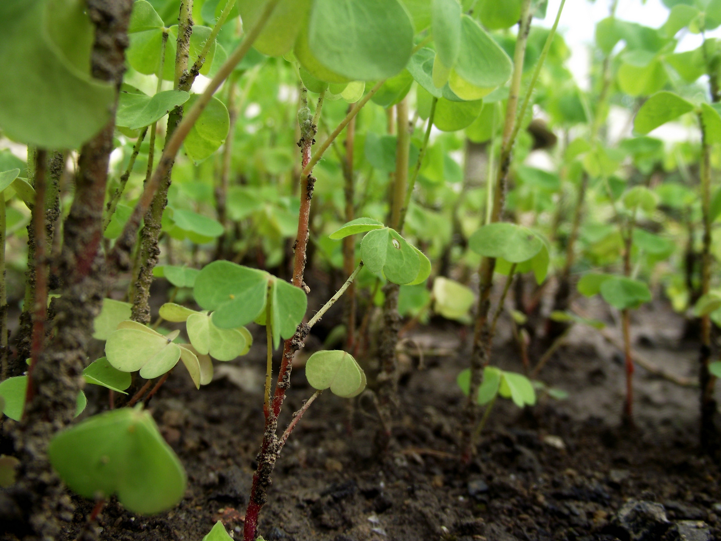 KleeWald Foto & Bild pflanzen, pilze & flechten, natur Bilder auf