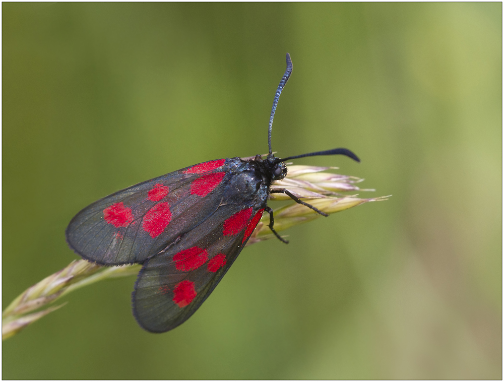 Klee Widderchen