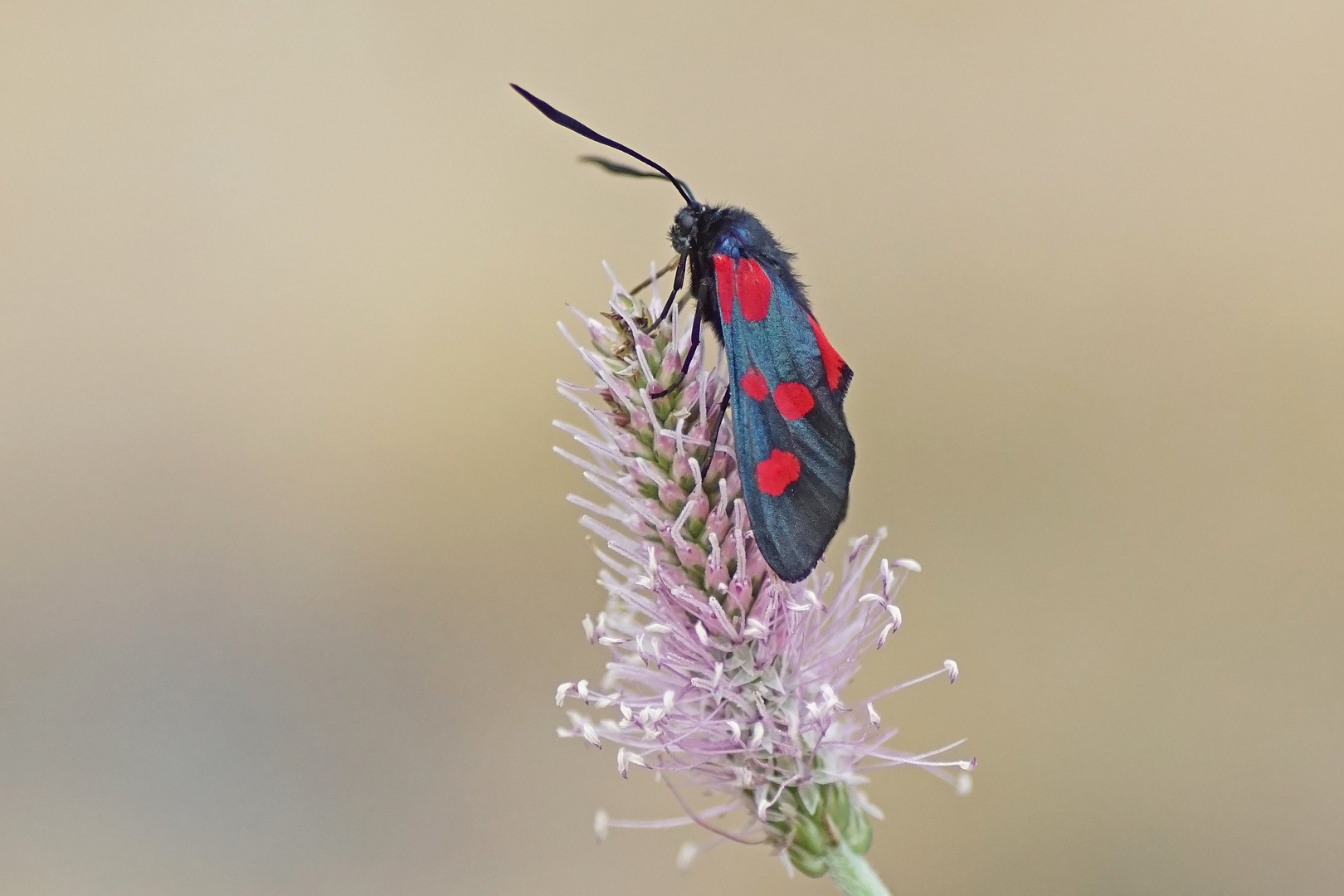 Klee-Widderchen oder Großes Fünffleck-Widderchen (Zygaena lonicerae)