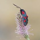 Klee-Widderchen oder Großes Fünffleck-Widderchen (Zygaena lonicerae)