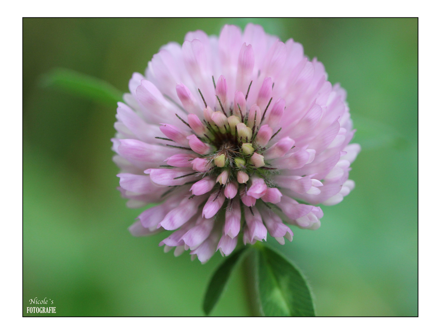 ° Kleeblatt Blümchen °