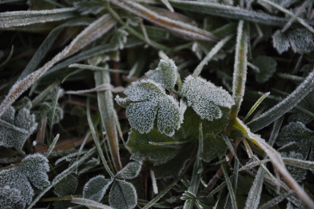 Kleeblatt im Raureif