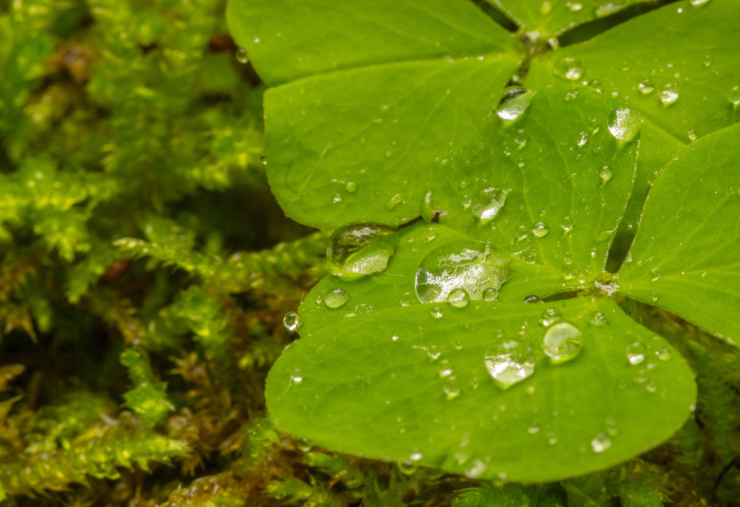 Kleeblatt im Regen