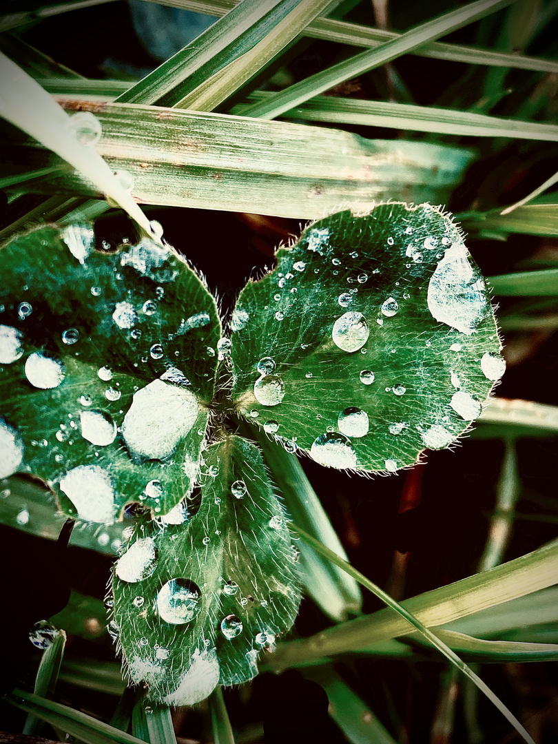 Kleeblatt im Regen