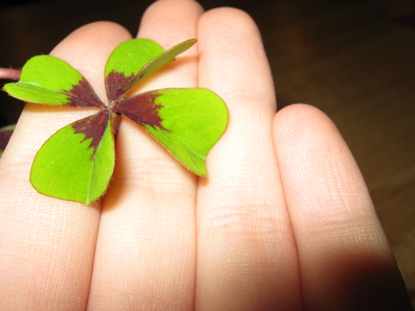 Kleeblatt in meiner Hand