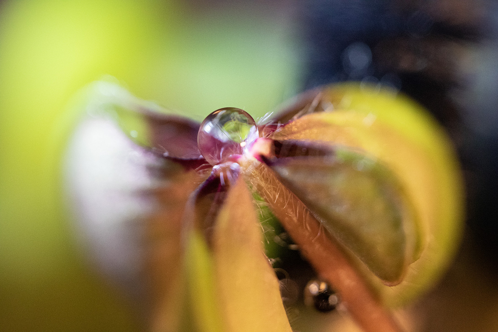 Kleeblatt  mit einem Tropfen - New Life