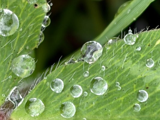 Kleeblatt mit Regentropfen