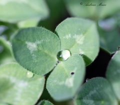 Kleeblatt mit Wassertropfen