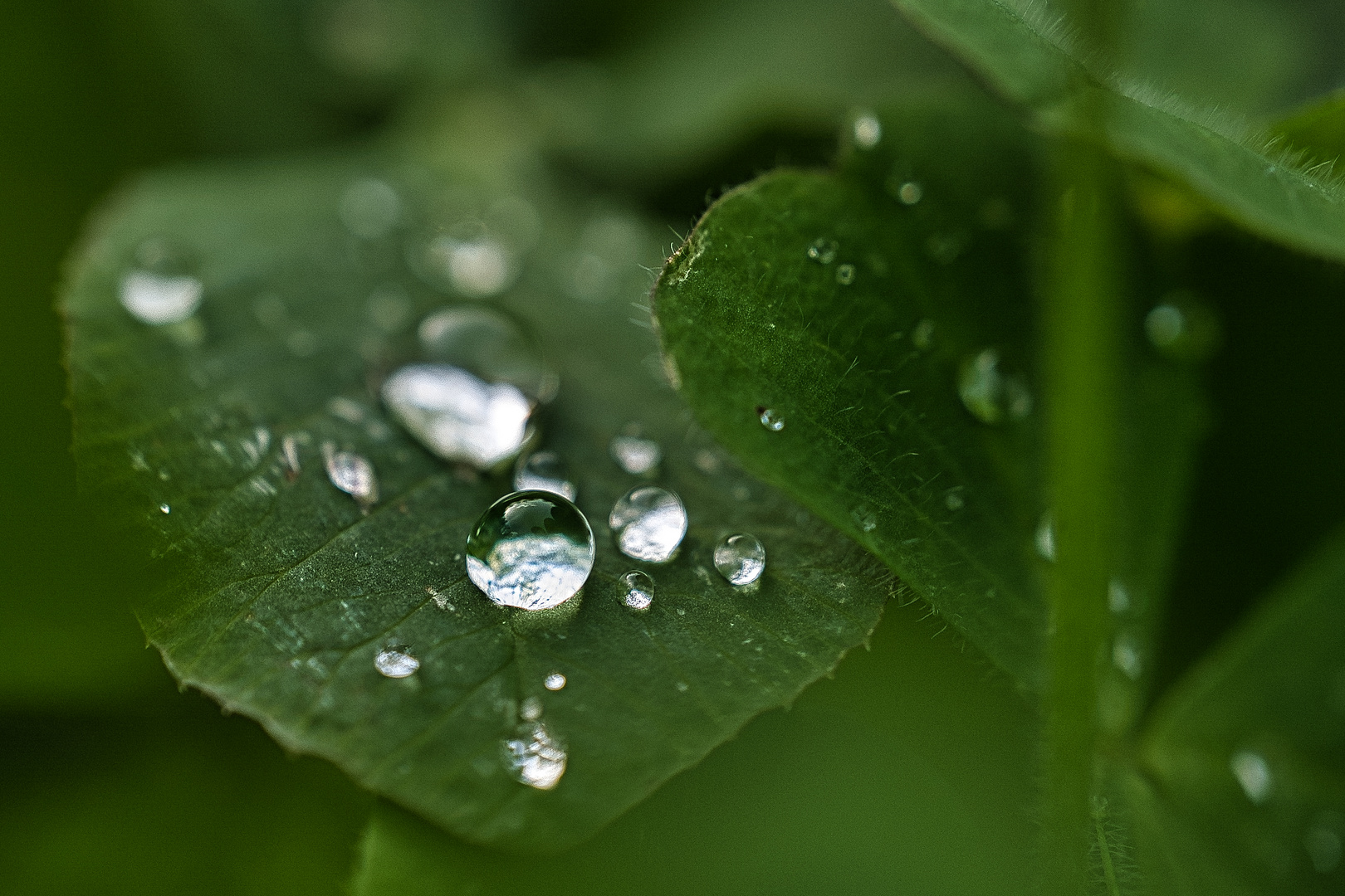 Kleeblatt mit Wassertropfen