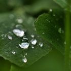 Kleeblatt mit Wassertropfen