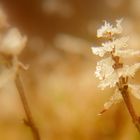 Kleeblattblüte im Winter