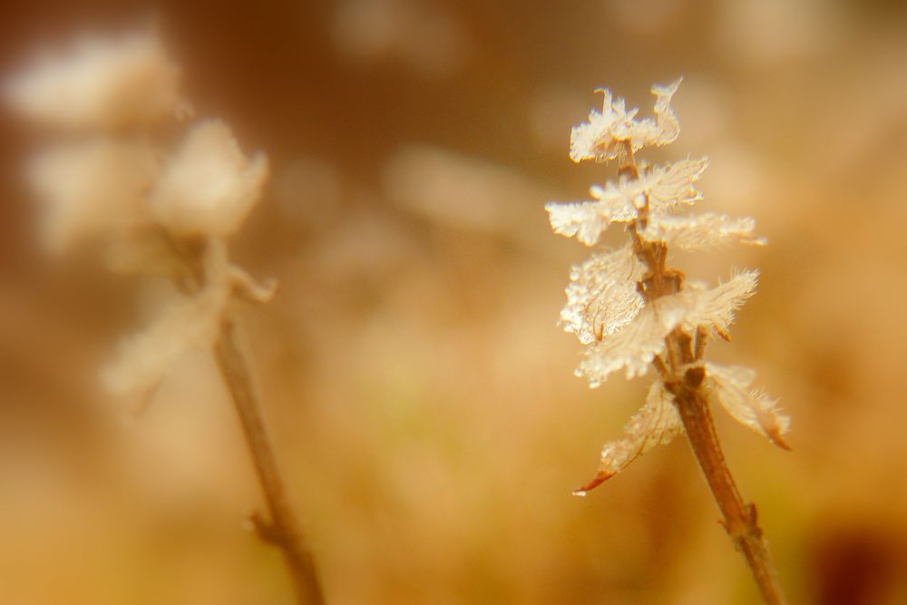 Kleeblattblüte im Winter