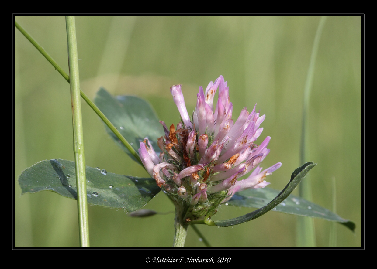 Kleeblüte