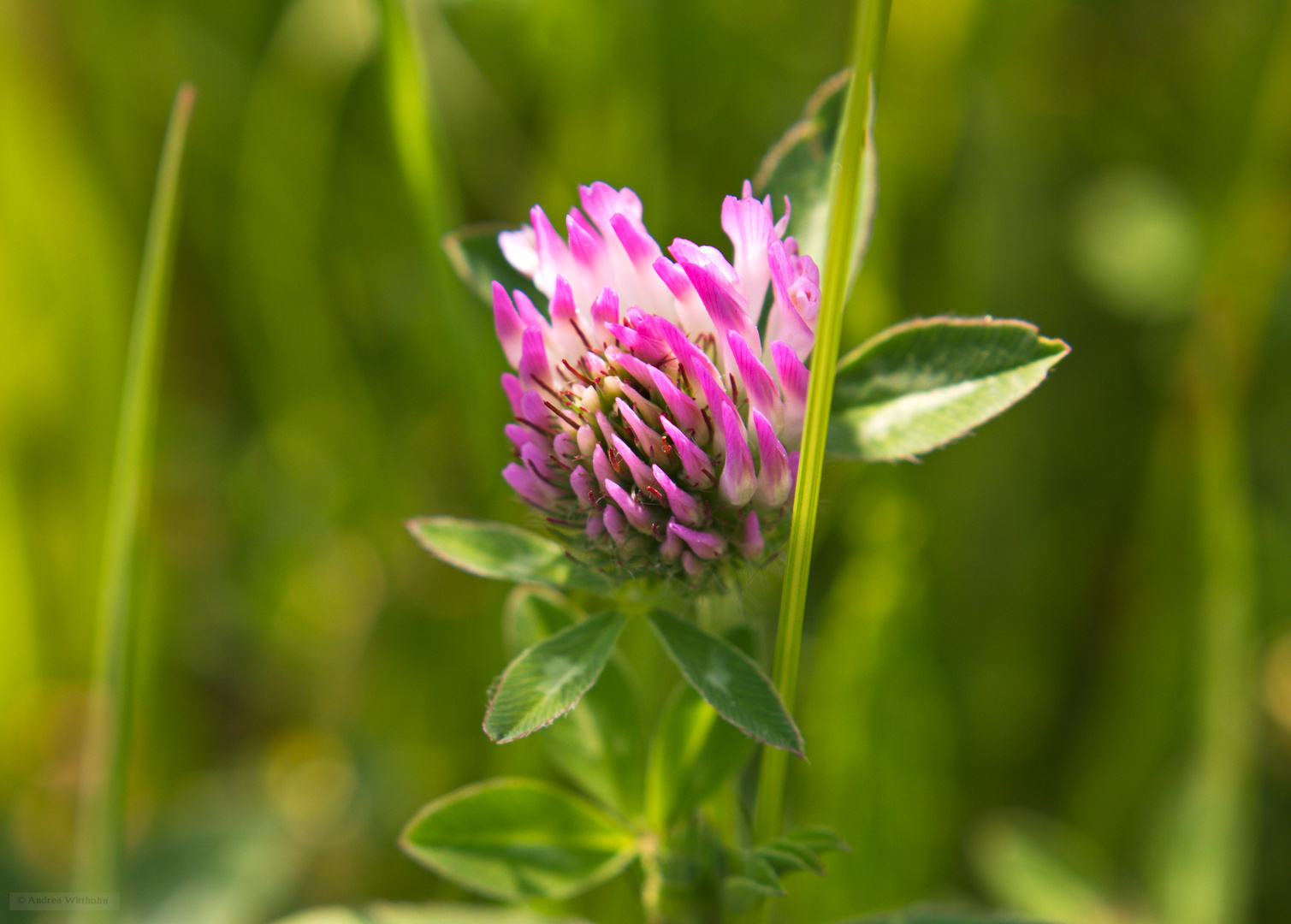 Kleeblüte Foto & Bild pflanzen, pilze & flechten, blüten