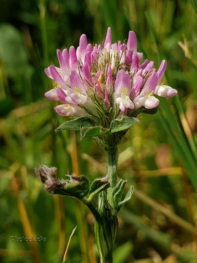 Kleeblüte Foto & Bild pflanzen, pilze & flechten, blüten