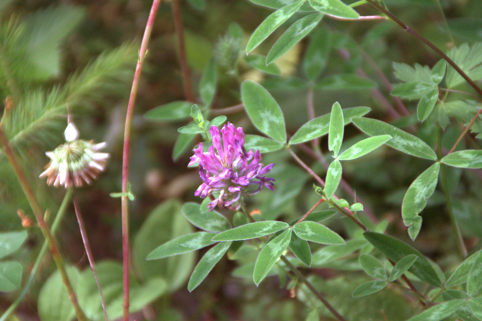 Kleeblüte