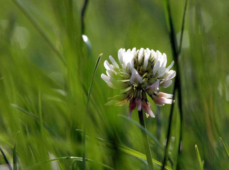 Kleeblüte