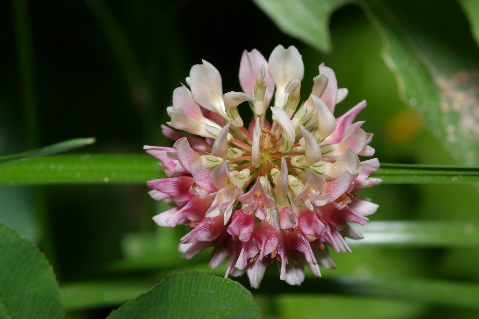 Kleeblüte Foto & Bild pflanzen, pilze & flechten, gräser, natur