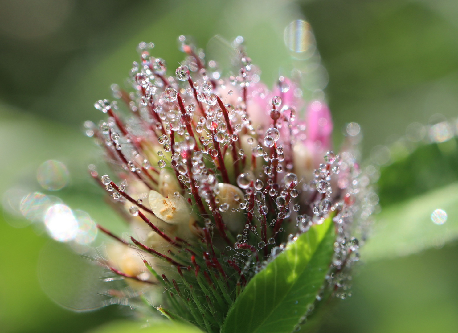 Kleeblüte