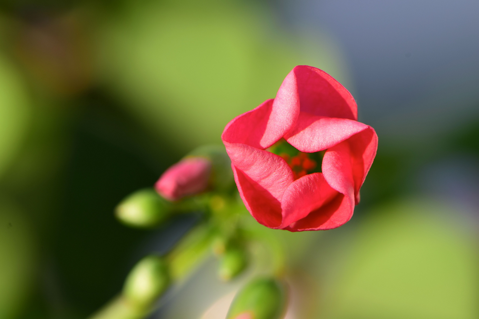 Kleeblüte am Morgen