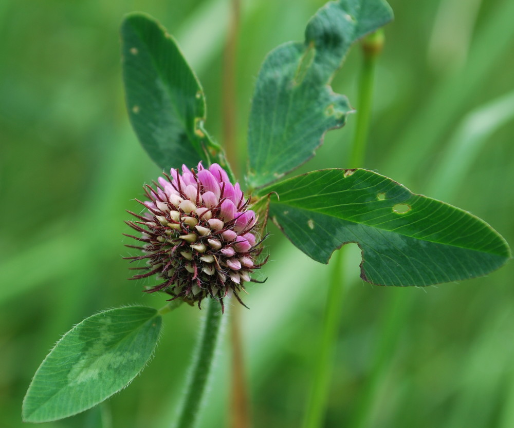 Kleeblüte