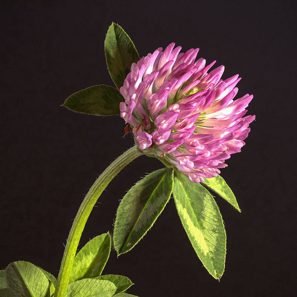 Kleeblüte Foto & Bild nah & makro, stillleben, pflanzen, pilze