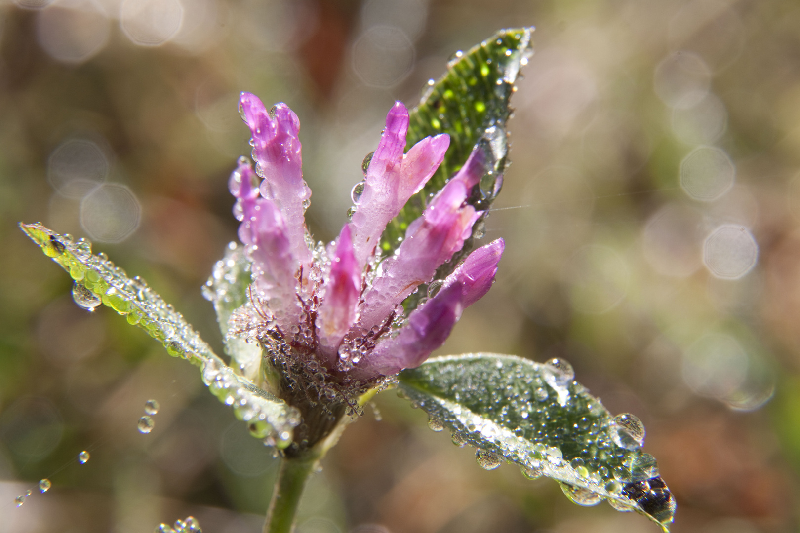 Kleeblüte im Morgentau