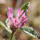 Kleeblüte im Morgentau