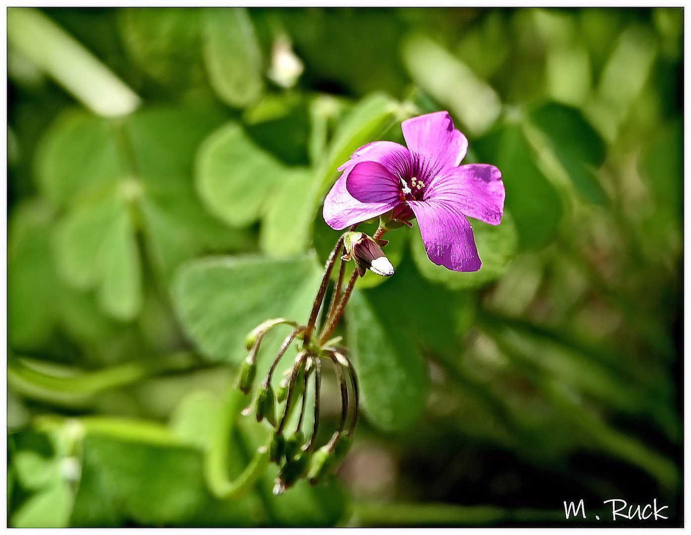 Kleeblüte im Sonnenlicht 