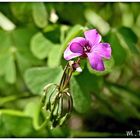 Kleeblüte im Sonnenlicht 