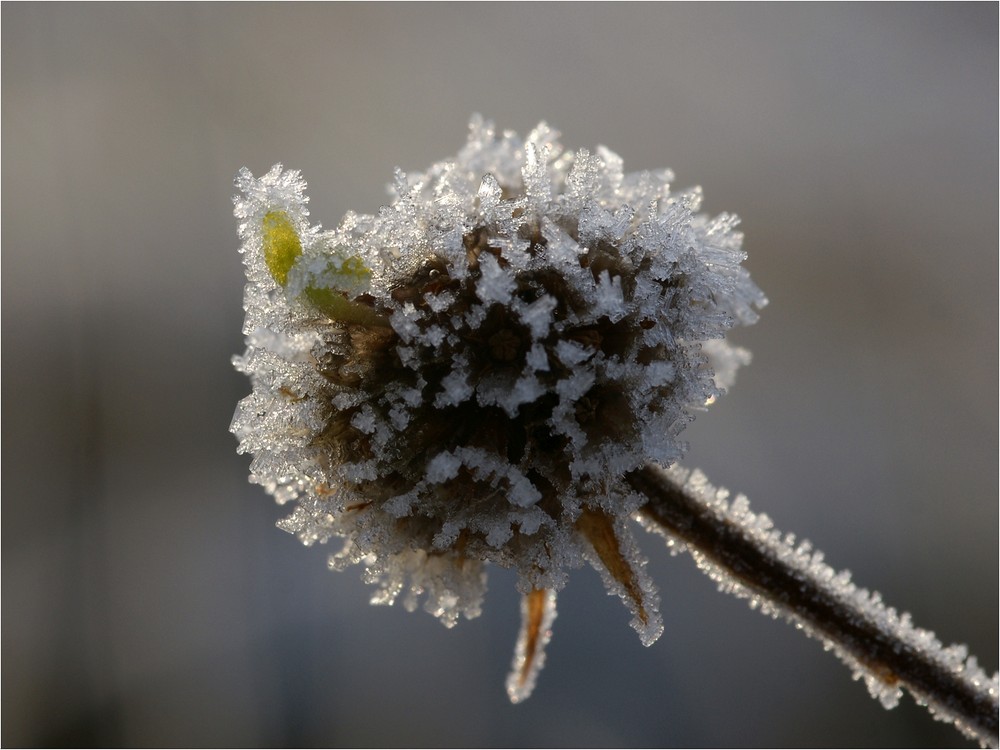 Kleeblüte im Winter